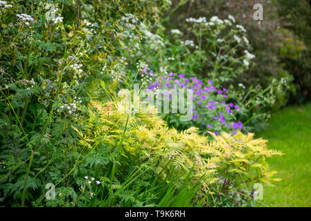 Englisches Cottage Garten Mitte Mai. Eine Fülle von informellen Anpflanzen von Sträuchern und Stauden. Stockfoto