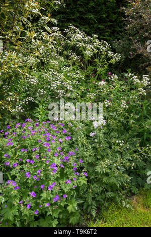Englisches Cottage Garten Mitte Mai. Eine Fülle von informellen Anpflanzen von Sträuchern und Stauden. Stockfoto