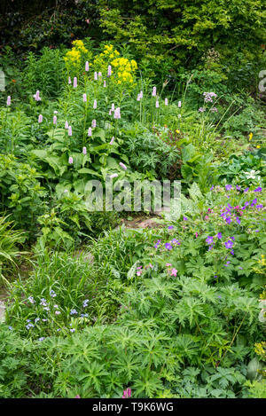 Englisches Cottage Garten Mitte Mai. Eine Fülle von informellen Anpflanzen von Sträuchern und Stauden. Stockfoto