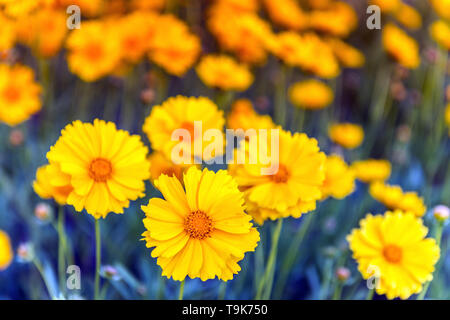 Gelbe Gerbera Daisy Flowers in einem Feld von blau blühen im Frühling Stockfoto