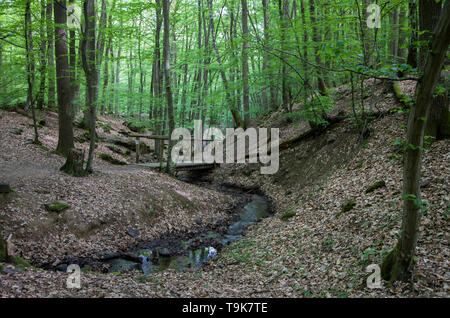 Die stream Hasselbach an der Wanderer trail Steckeschlääfer-Klamm, Binger Wald, Bingen am Rhein, Rheinland-Pfalz, Deutschland Stockfoto