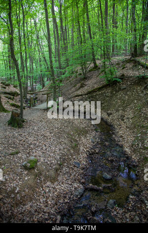 Die stream Hasselbach an der Wanderer trail Steckeschlääfer-Klamm, Binger Wald, Bingen am Rhein, Rheinland-Pfalz, Deutschland Stockfoto