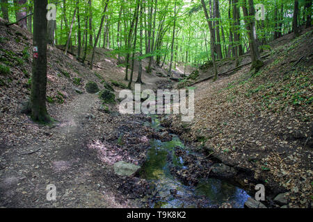 Die stream Hasselbach an der Wanderer trail Steckeschlääfer-Klamm, Binger Wald, Bingen am Rhein, Rheinland-Pfalz, Deutschland Stockfoto