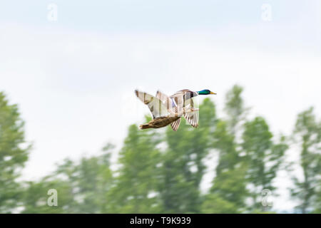 Mallard-Canard colvert (Anas platyrhynchos) Stockfoto