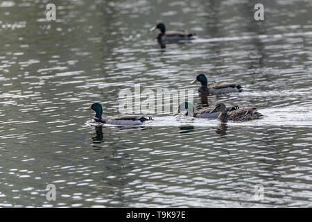 Mallard-Canard colvert (Anas platyrhynchos), Auvergne, Frankreich. Stockfoto