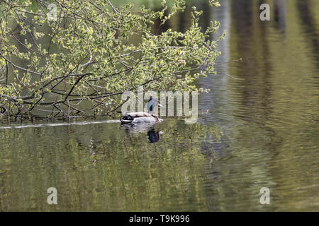 Mallard-Canard colvert (Anas platyrhynchos), Auvergne, Frankreich. Stockfoto