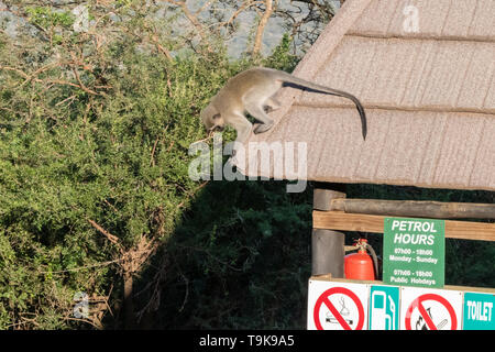 Hluhluwe, Südafrika - 14. Mai 2019: Meerkatze auf dem Dach des Lagers Tankstelle. Stockfoto