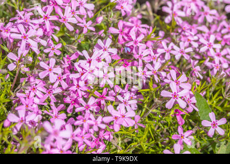 Wunderschönen natürlichen Hintergrund der kleinen lila Blüten Stockfoto