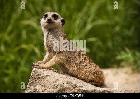 Nahaufnahme, Porträt einer erdmännchen (Suricata suricatta) ist Siiting auf einem Felsen und Suchen in seiner typischen Art, mit kontrastreichen Details im Pelz erfasst Stockfoto