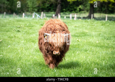 Highland Kuh in Pollok Park Stockfoto