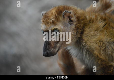 Blue eyed Lemur auf einem Zweig Stockfoto