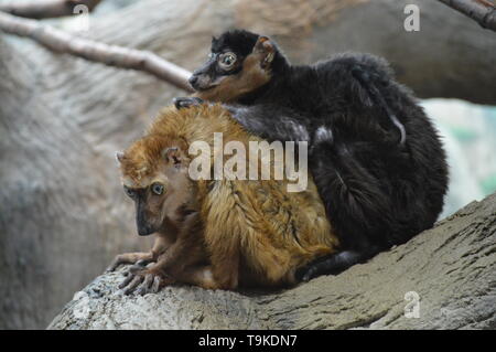 Blue eyed Lemur auf einem Zweig Stockfoto