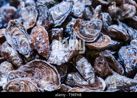 Frische Austern Anzeige auf dem englischen Markt zum Verkauf. Cork/Irland Stockfoto