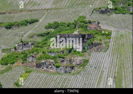 Weinberg (Piesporter Goldtröpfchen), Mosel, Deutschland Stockfoto