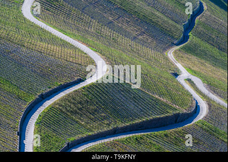 Weinberg (Piesporter Goldtröpfchen), Mosel, Deutschland Stockfoto