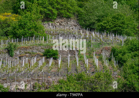 Artenvielfalt im Weinberg in Piesport (Piesporter Goldtröpfchen) Mosel, Deutschland Stockfoto