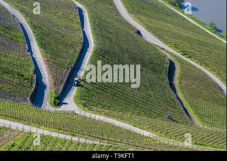 Weinberg (Piesporter Goldtröpfchen), Mosel, Deutschland Stockfoto