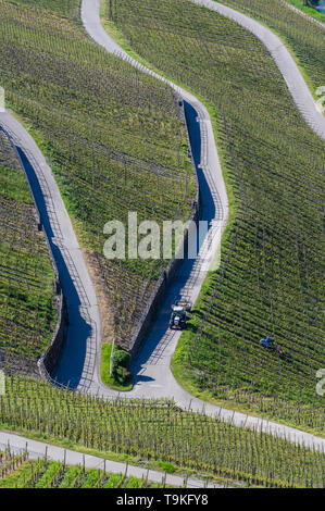 Weinberg (Piesporter Goldtröpfchen), Mosel, Deutschland Stockfoto