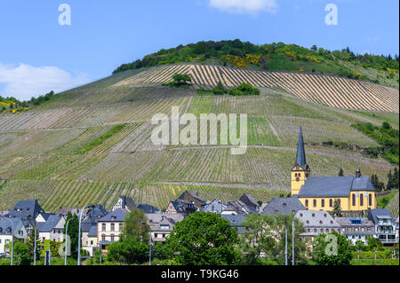 Die Weinberge von Zeltinger Schlossberg, Zeltingen-Rachtig, Mosel, Deutschland Stockfoto