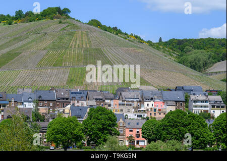 Die Weinberge von Zeltinger Schlossberg, Zeltingen-Rachtig, Mosel, Deutschland Stockfoto