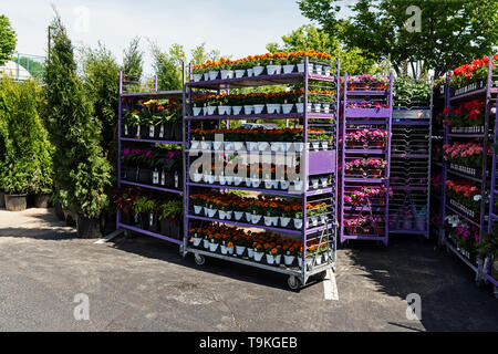 Regale mit Blumen für den Verkauf, The Home Depot, Philadelphia, USA Stockfoto