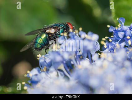 Closeup Makro einer Gemeinsamen grünen Flasche Fliegen (Lucilia sericata, Greenbottle fliegen) auf einem Kalifornischen lila (ceanothus) im Frühjahr (Mai), West Sussex, UK. Stockfoto