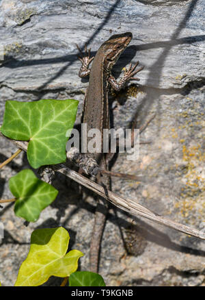 Biodiversität (Podarcis muralis) im Weinberg Sehenswürdigkeiten der Mosel, Deutschland Stockfoto