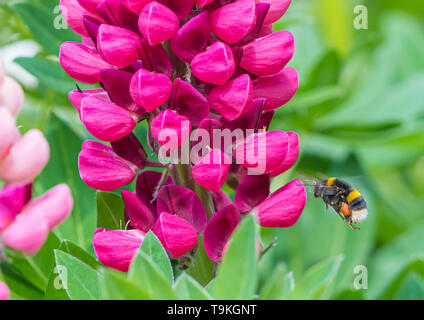 Buff-tailed Hummel (Bombus terrestris) fliegen in Richtung auf eine rosa Lupine (Lupinus) Blüte im Frühjahr (Mai) in West Sussex, UK. Stockfoto