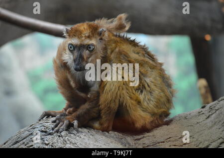 Blue eyed Lemur auf einem Zweig Stockfoto