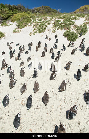 Afrikanische Pinguine am Boulders Beach in Kapstadt, Südafrika Stockfoto