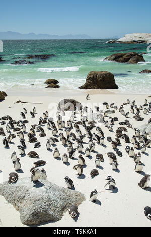 Afrikanische Pinguine am Boulders Beach in Kapstadt, Südafrika Stockfoto