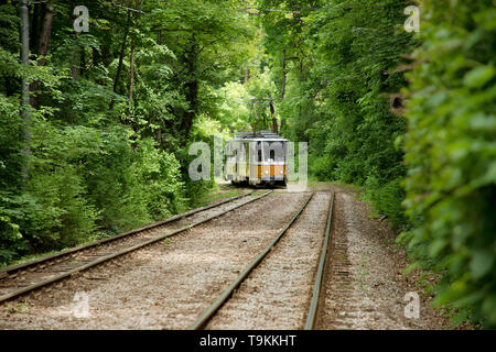 Gelbe bulgarischen Zug fährt durch dichten grünen Wald in der Hauptstadt von Bulgarien, Sofia. Stockfoto