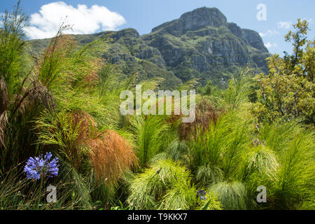 Tabelle Bergblick vom Botanischen Garten Kirstenbosch Stockfoto