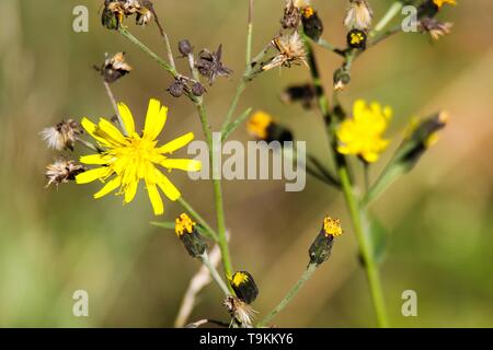 Fading trocken Löwenzahn Blume (Leontodon) mit letzten gelben Blüten im Herbst - Viersen, Deutschland Stockfoto