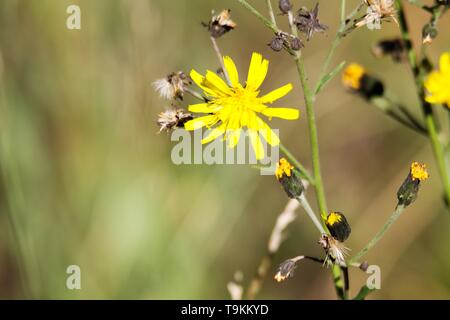 Fading trocken Löwenzahn Blume (Leontodon) mit letzten gelben Blüten im Herbst - Viersen, Deutschland Stockfoto