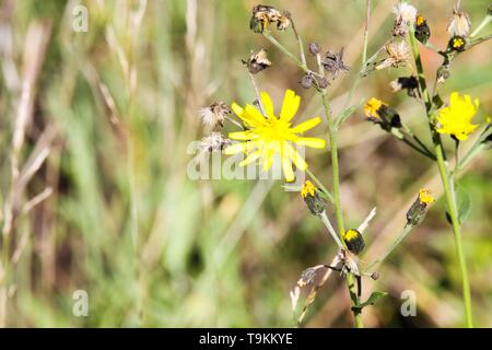 Fading trocken Löwenzahn Blume (Leontodon) mit letzten gelben Blüten im Herbst - Viersen, Deutschland Stockfoto