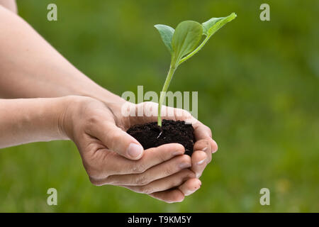 Hände halten Sämling von Knochenmark auf unscharfen Hintergrund Stockfoto