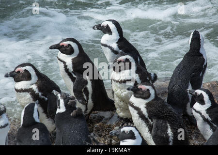 Afrikanische Pinguine am Stony Point (Betty's Bay) in Kapstadt, Südafrika Stockfoto