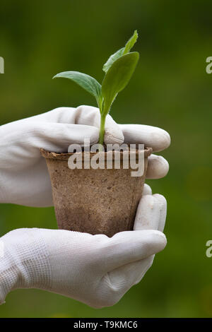 Hände in Handschuhe holding Sämling von Knochenmark im Garten Stockfoto