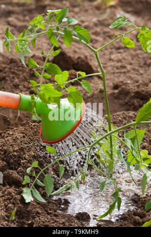 Die Bewässerung der Tomaten im Garten, Nahaufnahme Stockfoto