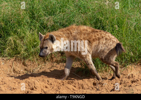 Eine Tüpfelhyäne wandern entlang der Sand in einer Wiese mit einem Profil in das grüne Gras in der Sonne. (Crocuta crocuta) Stockfoto