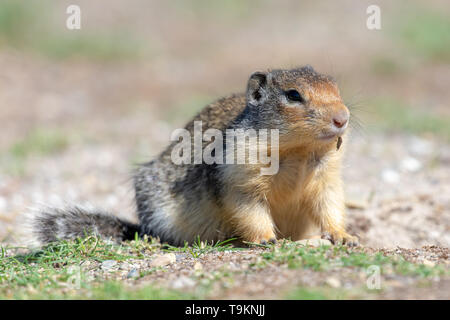 Ein kolumbianischer Erdhörnchen (Urocitellus columbianus) sucht nach Nahrung in der Nähe seiner Wohnung im Gras. Stockfoto