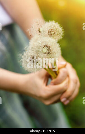 Schönen Sommer Bild einer weiblichen Hand Löwenzahn gegen Grass sonnigen Hintergrund. Sun weiches Licht. Stockfoto