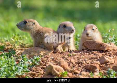 Schwarz-angebundene Präriehund (Cynomys sich) Stockfoto