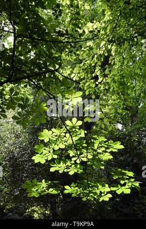 Rosskastanie (Aesculus hippocastanum), Kenwood, Hampstead Heath, London. Großbritannien Stockfoto