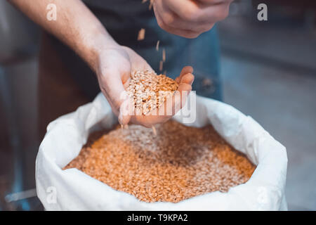 Malz in den Händen der Brauer close-up. Hält Korn in die Handflächen Stockfoto