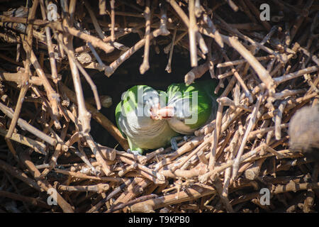 Monk Parakeet (Myiopsitta monachus) Paar in ihrem Nest Stockfoto