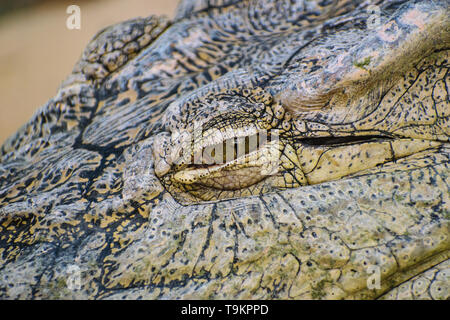 Nilkrokodil (Crocodylus niloticus) Auge Detail Stockfoto