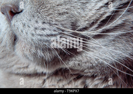 Gesicht cat hautnah. Scottish Fold. Britische Falten. Stockfoto