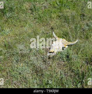 Trockene lichenous Kuh Schädel, Festlegung auf dem Gras Stockfoto